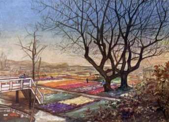 Les champs de tulipes, Haarlem